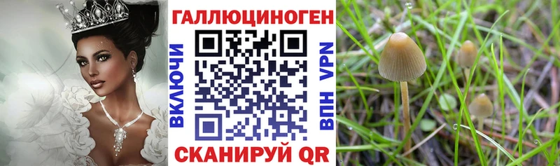 OMG tor  Белоярский  Галлюциногенные грибы Cubensis 